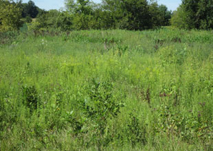 Ostrander Reclamation after